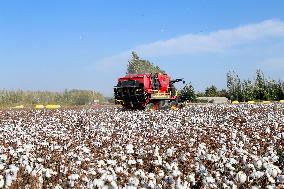 Xinjiang Cotton Harvest