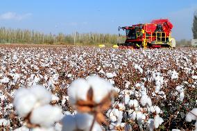 Xinjiang Cotton Harvest