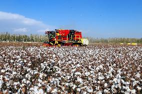 Xinjiang Cotton Harvest