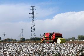 Xinjiang Cotton Harvest