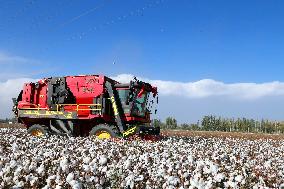 Xinjiang Cotton Harvest