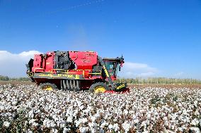 Xinjiang Cotton Harvest