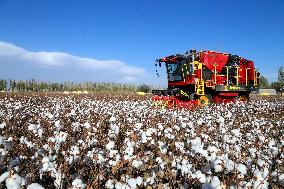 Xinjiang Cotton Harvest