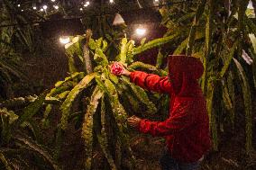 Dragon Fruit Cultivation In Garut West Java Indonesia