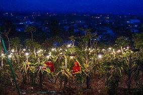 Dragon Fruit Cultivation In Garut West Java Indonesia