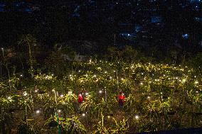 Dragon Fruit Cultivation In Garut West Java Indonesia