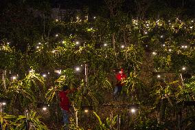 Dragon Fruit Cultivation In Garut West Java Indonesia