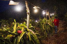 Dragon Fruit Cultivation In Garut West Java Indonesia