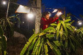 Dragon Fruit Cultivation In Garut West Java Indonesia