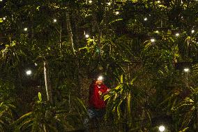 Dragon Fruit Cultivation In Garut West Java Indonesia