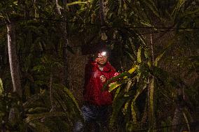 Dragon Fruit Cultivation In Garut West Java Indonesia