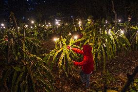 Dragon Fruit Cultivation In Garut West Java Indonesia