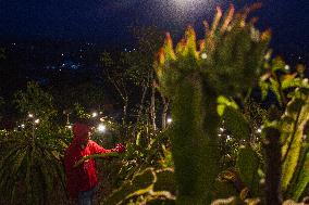 Dragon Fruit Cultivation In Garut West Java Indonesia