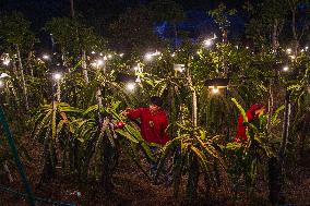 Dragon Fruit Cultivation In Garut West Java Indonesia