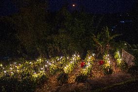 Dragon Fruit Cultivation In Garut West Java Indonesia