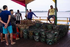 Daily Life In Afuá In The Brazilian Amazon