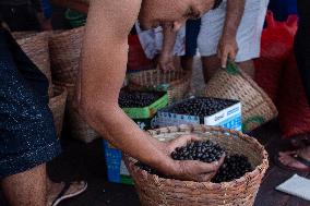 Daily Life In Afuá In The Brazilian Amazon