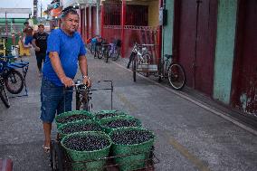 Daily Life In Afuá In The Brazilian Amazon