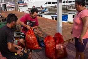 Daily Life In Afuá In The Brazilian Amazon