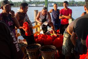 Daily Life In Afuá In The Brazilian Amazon