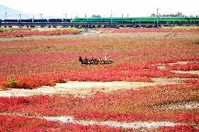 Red Sea Beach in Qingdao