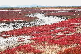 Red Sea Beach in Qingdao