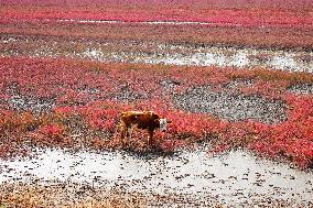 Red Sea Beach in Qingdao