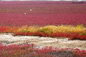 Red Sea Beach in Qingdao