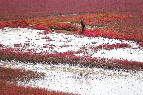 Red Sea Beach in Qingdao