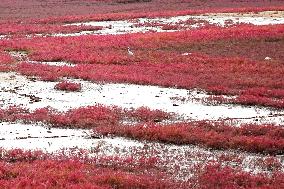 Red Sea Beach in Qingdao