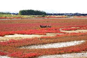 Red Sea Beach in Qingdao