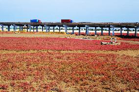 Red Sea Beach in Qingdao