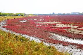 Red Sea Beach in Qingdao