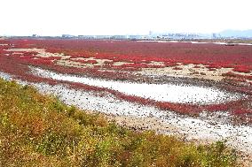 Red Sea Beach in Qingdao