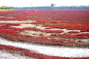 Red Sea Beach in Qingdao