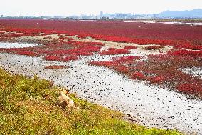 Red Sea Beach in Qingdao