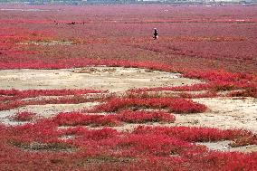 Red Sea Beach in Qingdao