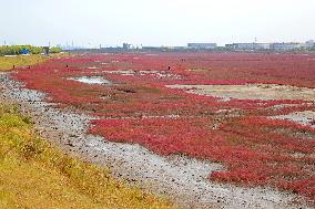 Red Sea Beach in Qingdao