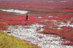 Red Sea Beach in Qingdao