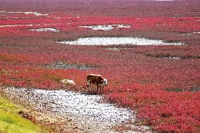 Red Sea Beach in Qingdao