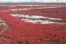 Red Sea Beach in Qingdao