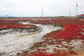 Red Sea Beach in Qingdao