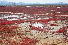 Red Sea Beach in Qingdao