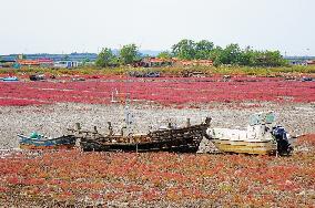 Red Sea Beach in Qingdao