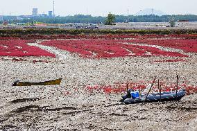 Red Sea Beach in Qingdao