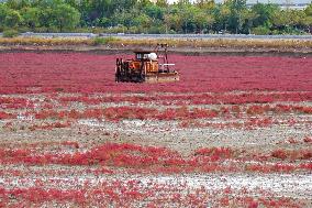 Red Sea Beach in Qingdao