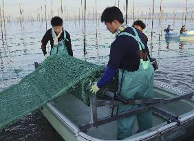 Seaweed farming in southwestern Japan