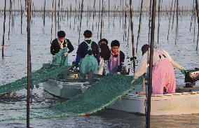 Seaweed farming in southwestern Japan