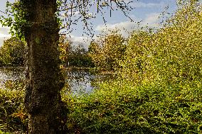 Park, Green Space, Council, Lake, Autumn. Autumnal, Sunshine, Trees, Shrubs