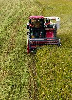 Rice Harvest in Taizhou